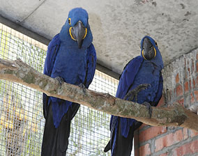 macaw