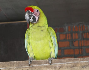macaw