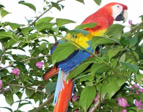 macaw